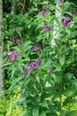 Common Ironweed Ã¢â¬â Vernonia fasciculate